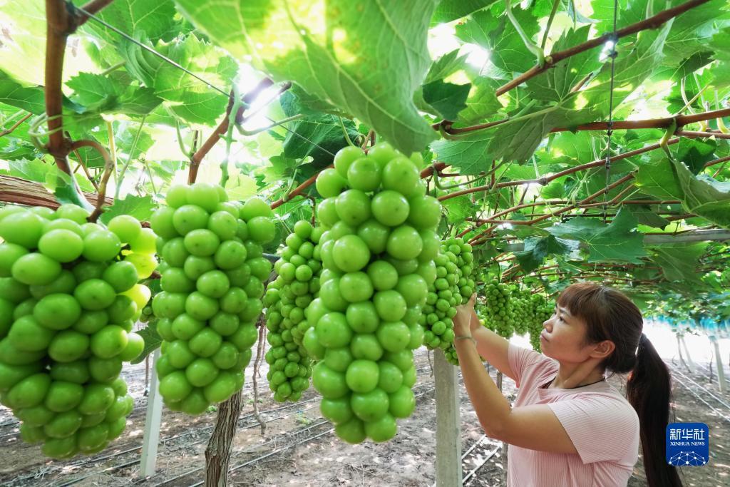 搜狗浏览器